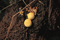 Los hongos desempe�an una funci�n primordial en la descomposici�n de la materia org�nica.