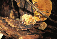 Los hongos desempe�an una funci�n primordial en la descomposici�n de la materia org�nica.