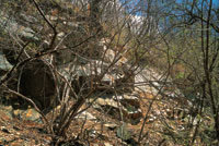 En suelos pedregrosos y escarpados el desarrollo del bosque es limitado debido a la baja disponibilidad de agua y de nutrientes.