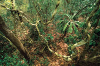 En algunos de los bosques secos tropicales se acumulan arcillas y nutrientes que favorecen el desarrollo de una vegetaci�n exuberante.