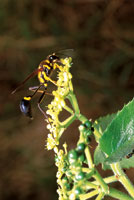 El n�ctar de las flores es un alimento vital para algunas especies de insectos. Avispa Sceliphron sp.