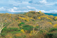 La estacionalidad clim�tica obliga a los seres vivos a adaptarse a las condiciones de un mundo cambiante. Floraci�n explosiva que es aprovechada por aves, abejas y abejorros.