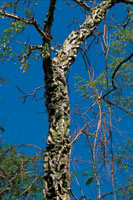El tronco de la bonga o majagua asume la funci�n fotosint�tica cuando el �rbol pierde sus hojas.