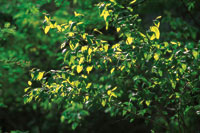 El comienzo de la �poca de lluvias es el momento propicio para que broten las hojas nuevas y germinen  las plantas que crecer�n r�pidamente hasta adquirir una talla que les permita sobrevivir a la siguiente sequ�a.