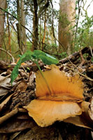 El comienzo de la �poca de lluvias es el momento propicio para que broten las hojas nuevas y germinen  las plantas que crecer�n r�pidamente hasta adquirir una talla que les permita sobrevivir a la siguiente sequ�a.