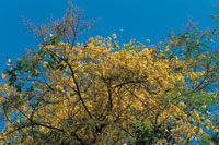 Floraci�n explosiva del pico de loro en la Reserva Natural Mamancana