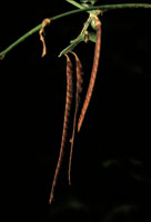 Cuando la �poca seca llega a su fin, las vainas de los frutos se abren para liberar las semillas.