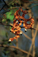 Cuando la �poca seca llega a su fin, las vainas de los frutos se abren para liberar las semillas.