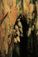 Con el fin de sobrellevar la sequ�a, algunos caracoles pulmonados se agrupan en las oquedades de los troncos y se aislan del medio produciendo una sustancia que sella sus conchas; otros lo hacen en solitario a la sombra de las plantas del sotobosque que n