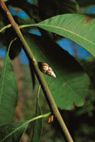 Con el fin de sobrellevar la sequ�a, algunos caracoles pulmonados se agrupan en las oquedades de los troncos y se aislan del medio produciendo una sustancia que sella sus conchas; otros lo hacen en solitario a la sombra de las plantas del sotobosque que n