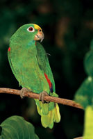 Los loros, como muchas otras  aves del bosque seco, se desplazan a las �reas donde hay mayor abundancia de alimento.