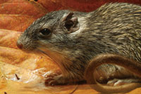 Peque�os roedores y reptiles deben buscar refugio en las zonas menos secas del bosque, en espera de la �poca de abundancia.