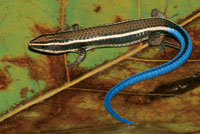 Peque�os roedores y reptiles deben buscar refugio en las zonas menos secas del bosque, en espera de la �poca de abundancia.