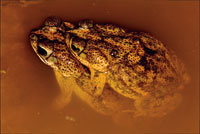 El apareamiento entre anfibios ocurre al comienzo de la temporada de lluvias, a fin de que la hembra pueda depositar sus huevos en las charcas ef�meras.