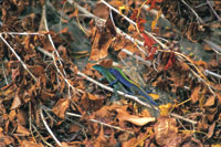 Los reptiles, como el lagarto azul, Cnemidophorus lemniscatus, caracter�stico del archipi�lago de San Andr�s y Providencia, deben aparearse con la suficiente antelaci�n para que las cr�as nazcan en la �poca m�s propicia.
