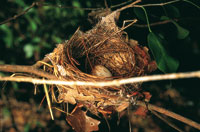 Nido de tortolita com�n, Columbina passerina