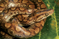 Boa constrictora, depredadora de peque�os mam�feros.