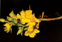 Hormiga en medio de los p�talos de una flor.