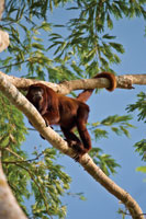 Mono aullador desplaz�ndose por las ramas superiores de los �rboles.