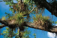 Las bromeli�ceas y otras ep�fitas se asientan en las ramas altas de los �rboles en busca de luz.