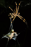 Un insecto ha ca�do en la telara�a y el depredador lo envuelve para evitar que escape.