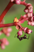 Una hormiga consume las yemas de una flor.