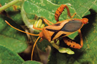 El chinche de encaje, es un hem�ptero chupador que se alimenta de la savia de hojas carnosas.