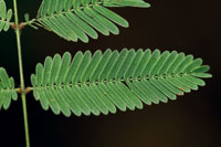 Hoja compuesta de la Mimosa pudica, tapizada de vellos que dificultan el accionar de las orugas.