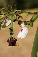 Las hormigas defienden a la orqu�dea y el az�car que reciben como recompensa es parte esencial de su dieta.