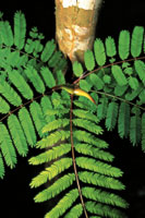 Las hormigas que defienden la Acacia collinsi de los herb�voros, habitan en el interior de las espinas huecas de la planta.