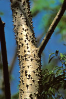 El tronco de la ceiba espinosa impide a los grandes herb�voros trepar hasta donde se encuentran sus hojas y frutos.