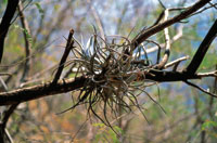 Las ep�fitas y los bejucos no invierten energ�a en crecer desde el suelo hacia lo alto del bosque para acceder a niveles �ptimos de luz, pues se aprovechan de la estructura de los �rboles de gran talla.