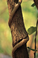 Las ep�fitas y los bejucos no invierten energ�a en crecer desde el suelo hacia lo alto del bosque para acceder a niveles �ptimos de luz, pues se aprovechan de la estructura de los �rboles de gran talla.