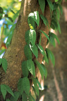 Las enredaderas no necesitan desarrollar troncos robustos para elevarse a gran altura.