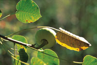 La diversidad de formas, tama�os y colores de las frutas, tiene como prop�sito principal el de atraer a los animales frug�voros, que contribuyen a dispersar las semillas.