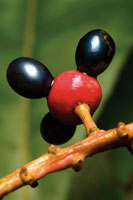 La diversidad de formas, tama�os y colores de las frutas, tiene como prop�sito principal el de atraer a los animales frug�voros, que contribuyen a dispersar las semillas.