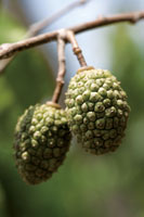 La diversidad de formas, tama�os y colores de las frutas, tiene como prop�sito principal el de atraer a los animales frug�voros, que contribuyen a dispersar las semillas.