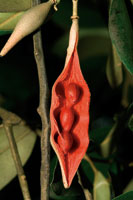 La diversidad de formas, tama�os y colores de las frutas, tiene como prop�sito principal el de atraer a los animales frug�voros, que contribuyen a dispersar las semillas.