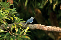 Las aves frug�voras, como el azulejo, Thraupis episcopus, son eficaces en la dispersi�n de las semillas.