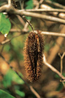Las vainas que envuelven las semillas de algunas plantas est�n provistas de estructuras que se adhieren a la piel de los animales para ser transportadas por �stos.