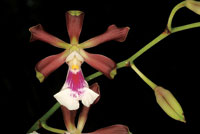 Las plantas se valen de la vistosidad de sus flores como una estrategia para que los animales sirvan como medio para transferir el polen que producen los �rganos masculinos o anteras hasta el �rgano femenino o estigma.