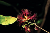 Las plantas se valen de la vistosidad de sus flores como una estrategia para que los animales sirvan como medio para transferir el polen que producen los �rganos masculinos o anteras hasta el �rgano femenino o estigma.