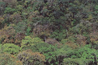 La biodiversidad de la Sierra Nevada de Santa Marta es sorprendente debido a la heterogeneidad de su r�gimen clim�tico.