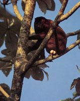 El mono aullador y la guacamaya roja son dos ejemplares que se observan con frecuencia en las �reas selv�ticas de la Sierra.