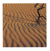 En la serran�a de Macuira se encuentra la mayor riqueza h�drica de la Alta Guajira, fen�meno que contrasta con la aridez del desierto.