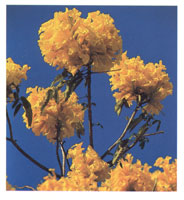 Los bosques siempre verdes de la serran�a florecen al comenzar las primeras lluvias. Sus especies, generalmente subxerof�ticas, est�n adaptadas para vivir en condiciones clim�ticas extremas.