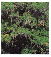 Uno de los factores que determinan la existencia de los bosque enanos de Macuira es la humedad proveniente del mar que es atrapada por la serran�a, la cual act�a como barrera para los vientos alisios provenientes del nororiente.