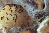 La composici�n faun�stica de Macuira no es muy variada si se compara con la de otras sierras y serran�as del sistema monta�oso perif�rico; sin embargo, dentro del contexto desertico de la pen�nsula de la Guajira es un verdadero oasis de vida.