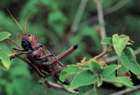La composici�n faun�stica de Macuira no es muy variada si se compara con la de otras sierras y serran�as del sistema monta�oso perif�rico; sin embargo, dentro del contexto desertico de la pen�nsula de la Guajira es un verdadero oasis de vida.