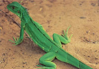 La composici�n faun�stica de Macuira no es muy variada si se compara con la de otras sierras y serran�as del sistema monta�oso perif�rico; sin embargo, dentro del contexto desertico de la pen�nsula de la Guajira es un verdadero oasis de vida.